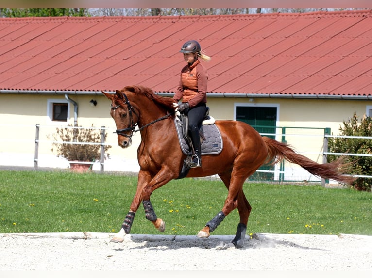 Oldenburger Stute 8 Jahre 172 cm Fuchs in Unterpetersdorf