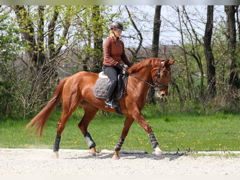 Oldenburger Stute 8 Jahre 172 cm Fuchs in Unterpetersdorf
