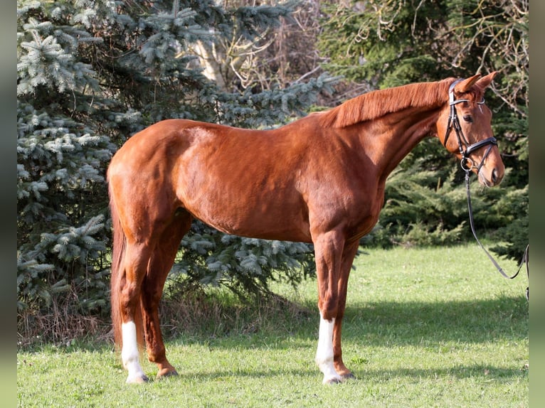 Oldenburger Stute 8 Jahre 172 cm Fuchs in Unterpetersdorf