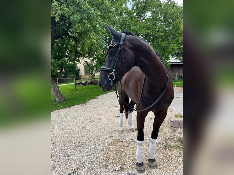 Oldenburger Stute 8 Jahre 172 cm Rappe in Munderkingen