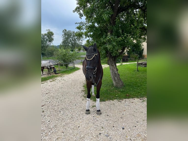 Oldenburger Stute 8 Jahre 172 cm Rappe in Munderkingen