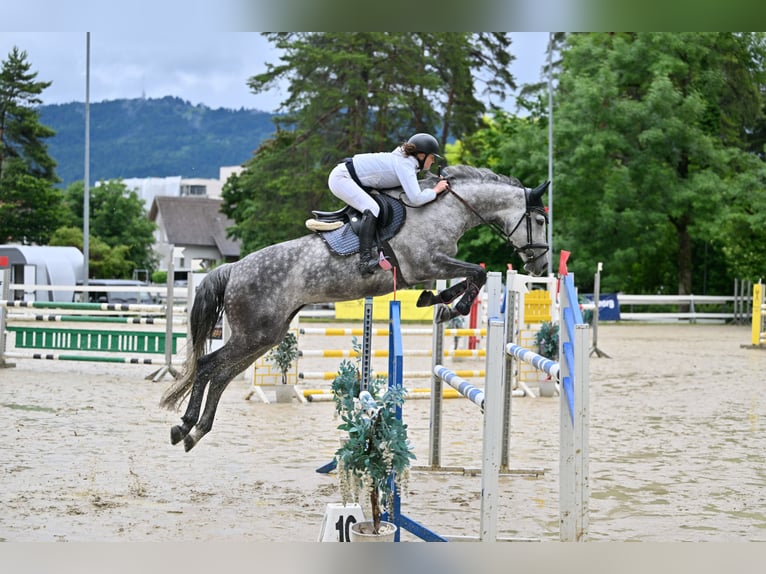 Oldenburger Stute 8 Jahre 172 cm Schimmel in St Gallen