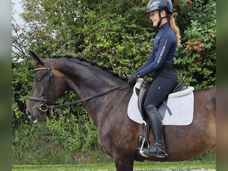 Oldenburger Stute 8 Jahre 172 cm Schwarzbrauner in Bad Bramstedt