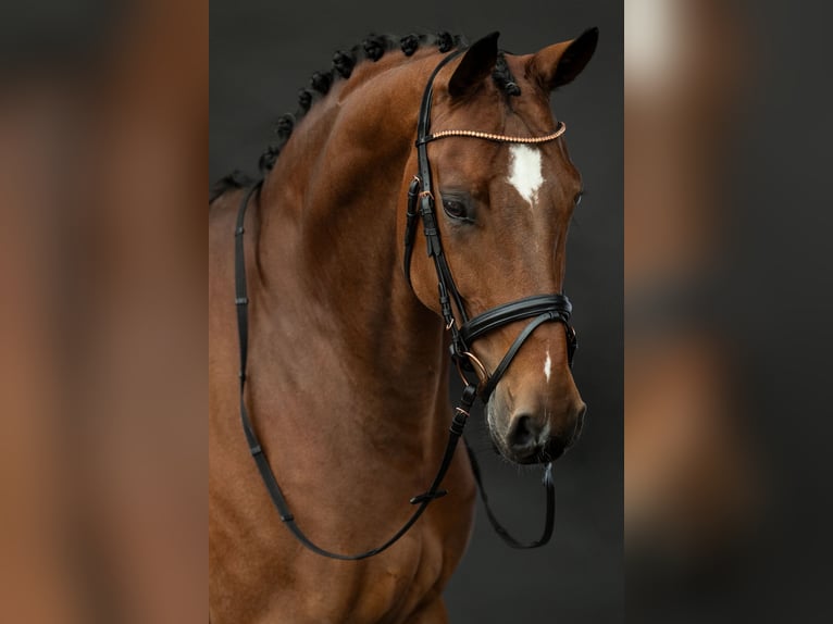 Oldenburger Stute 8 Jahre 173 cm Brauner in Bad Homburg vor der H&#xF6;he