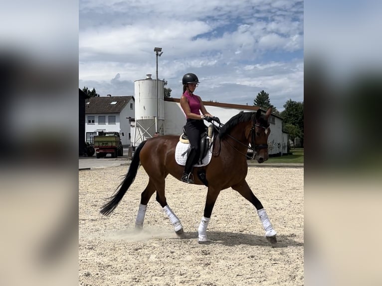 Oldenburger Stute 8 Jahre 173 cm Brauner in Bad Homburg vor der H&#xF6;he