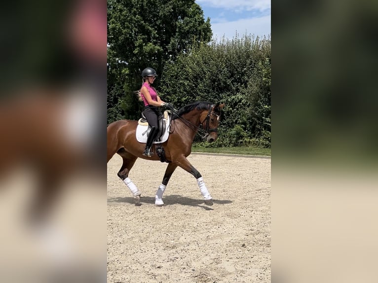 Oldenburger Stute 8 Jahre 173 cm Brauner in Bad Homburg vor der H&#xF6;he