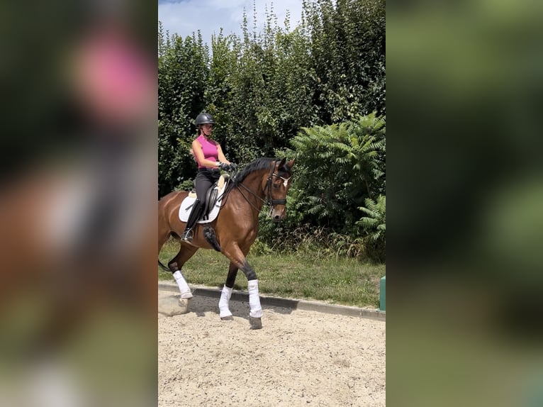 Oldenburger Stute 8 Jahre 173 cm Brauner in Bad Homburg vor der H&#xF6;he