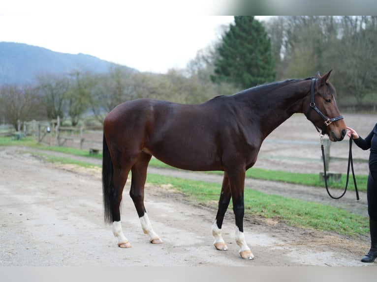 Oldenburger Stute 8 Jahre 173 cm Brauner in Bad Ems