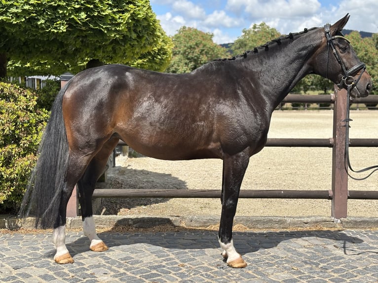 Oldenburger Stute 8 Jahre 173 cm Dunkelbrauner in Kronberg im Taunus