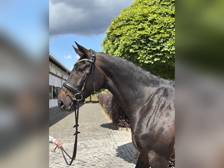 Oldenburger Stute 8 Jahre 173 cm Dunkelbrauner in Kronberg im Taunus