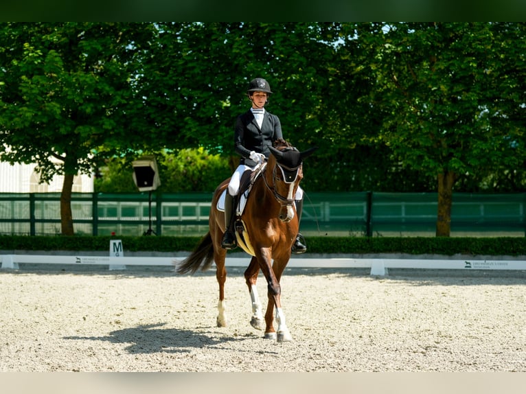 Oldenburger Stute 8 Jahre 173 cm Dunkelfuchs in Korneuburg