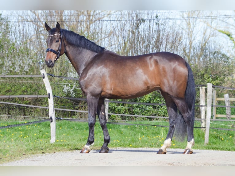 Oldenburger Stute 8 Jahre 174 cm Schwarzbrauner in MARIGNY LE LOZON