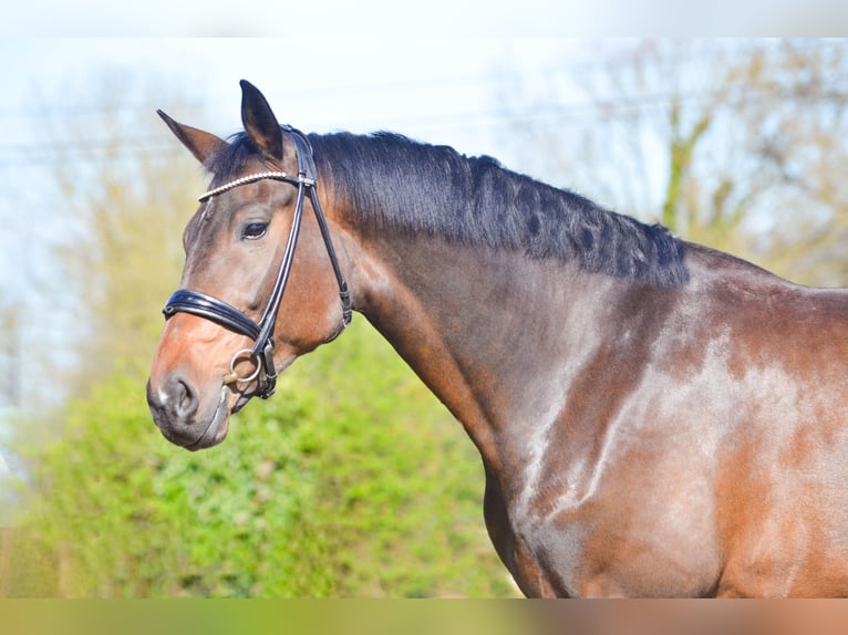 Oldenburger Stute 8 Jahre 174 cm Schwarzbrauner in MARIGNY LE LOZON