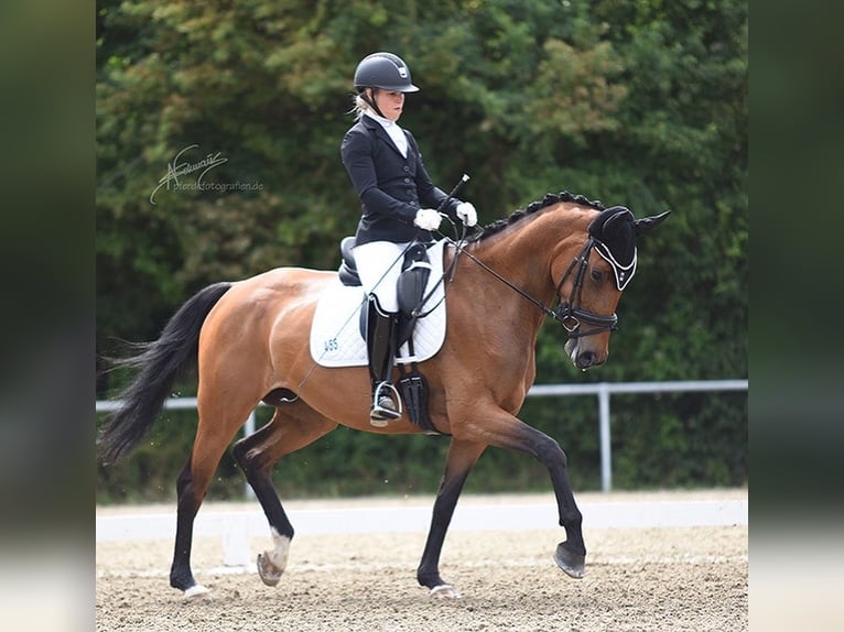 Oldenburger Stute 8 Jahre 175 cm Brauner in Braubach