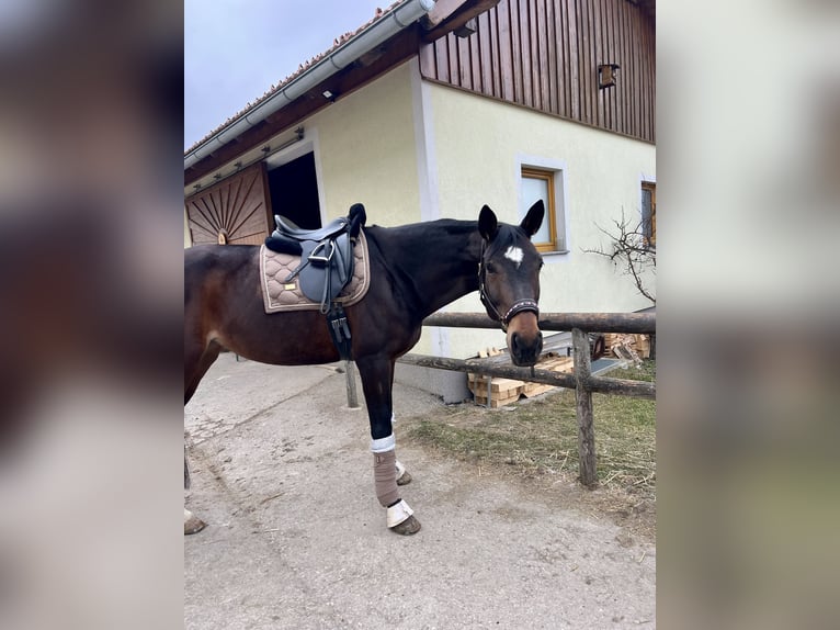 Oldenburger Stute 8 Jahre 175 cm Dunkelbrauner in Steyr