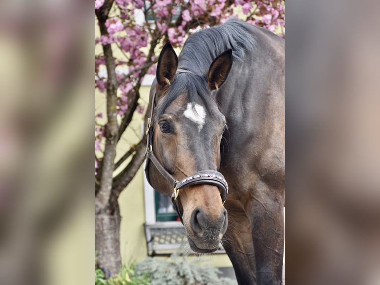 Oldenburger Stute 8 Jahre 175 cm Dunkelbrauner in Steyr