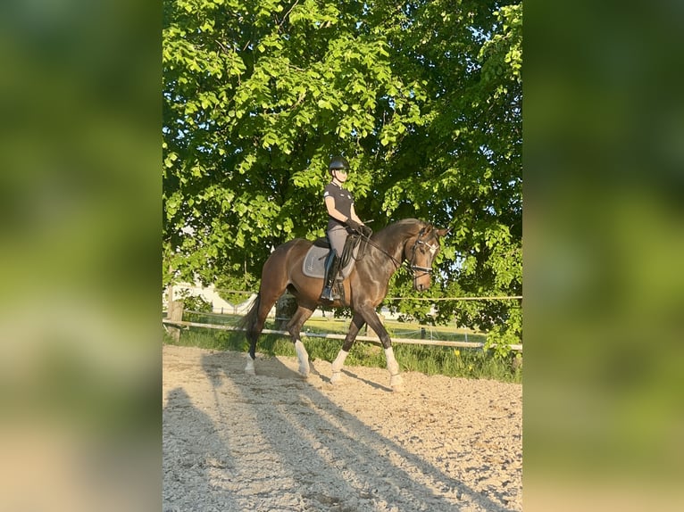 Oldenburger Stute 8 Jahre 175 cm Dunkelbrauner in Steyr
