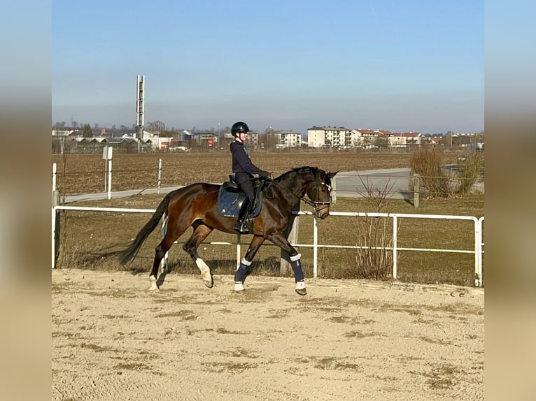 Oldenburger Stute 8 Jahre 175 cm Dunkelbrauner in Steyr