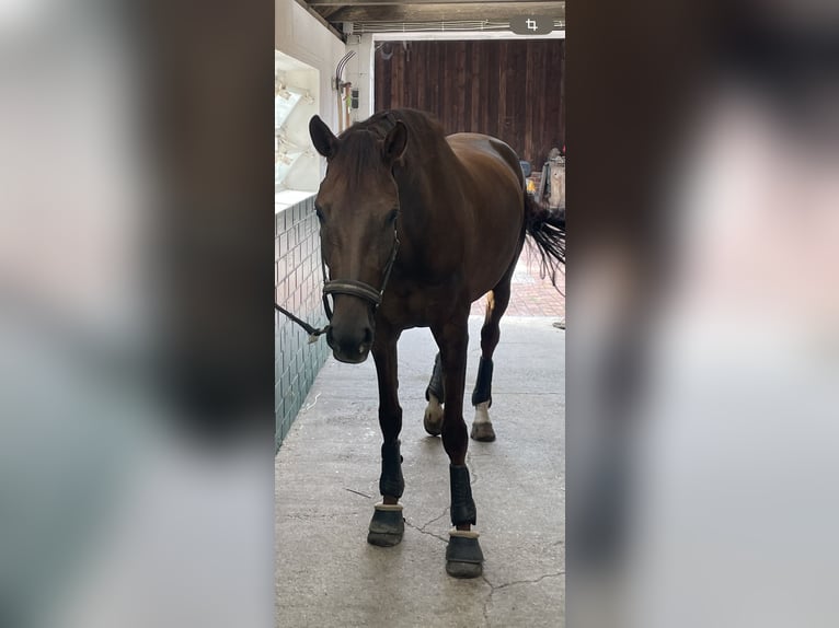 Oldenburger Stute 8 Jahre 175 cm Dunkelfuchs in Vechta