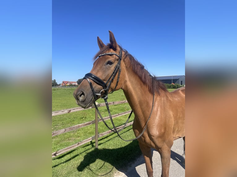 Oldenburger Stute 8 Jahre 175 cm Dunkelfuchs in Vechta