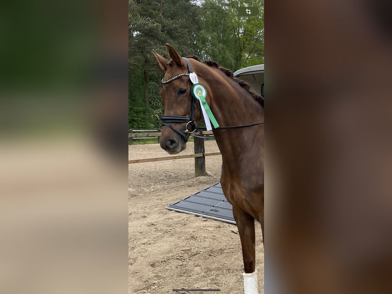 Oldenburger Stute 8 Jahre 175 cm Dunkelfuchs in Vechta