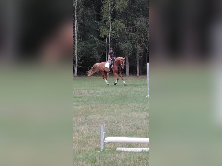 Oldenburger Stute 8 Jahre 175 cm Fuchs in Neustadt am R&#xFC;benberge