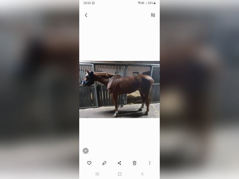 Oldenburger Stute 8 Jahre 175 cm Fuchs in Neustadt am R&#xFC;benberge