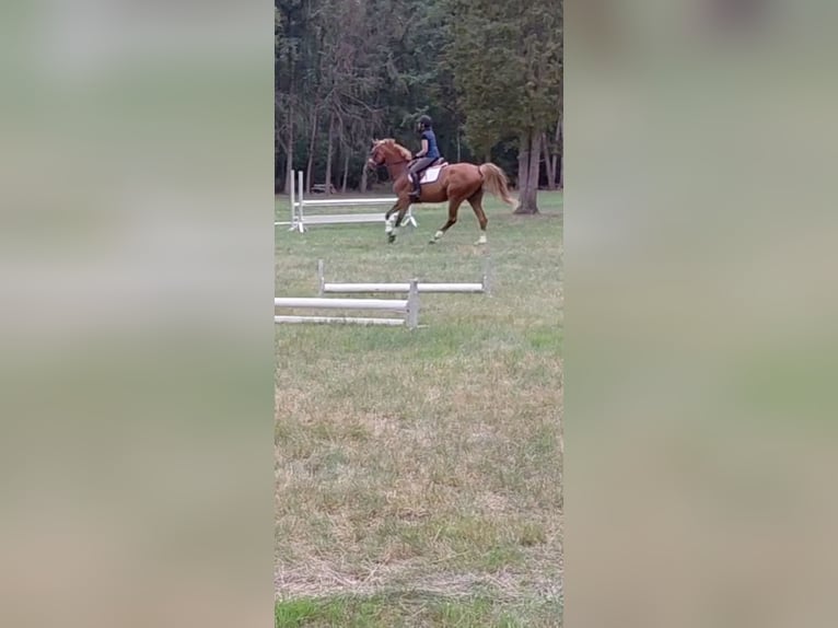 Oldenburger Stute 8 Jahre 175 cm Fuchs in Neustadt am R&#xFC;benberge