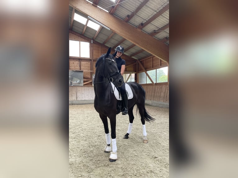 Oldenburger Stute 8 Jahre 175 cm Rappe in Zolling