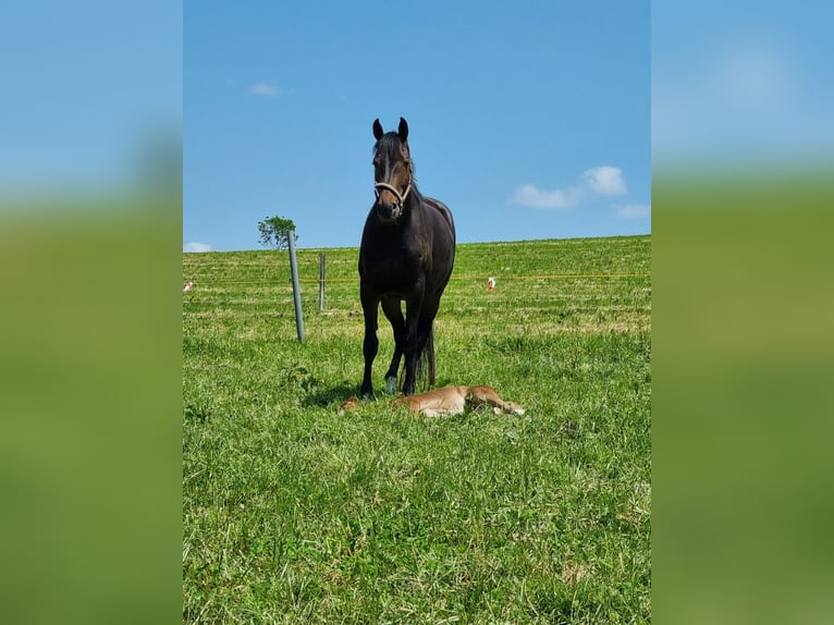 Oldenburger Stute 8 Jahre 176 cm Dunkelbrauner in Isny im Allg&#xE4;u