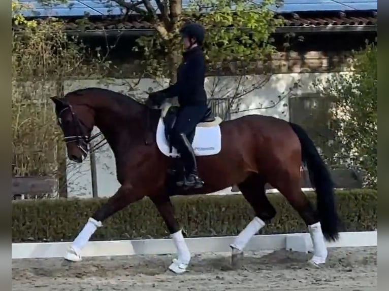 Oldenburger Stute 8 Jahre 177 cm Brauner in Neu-Anspach