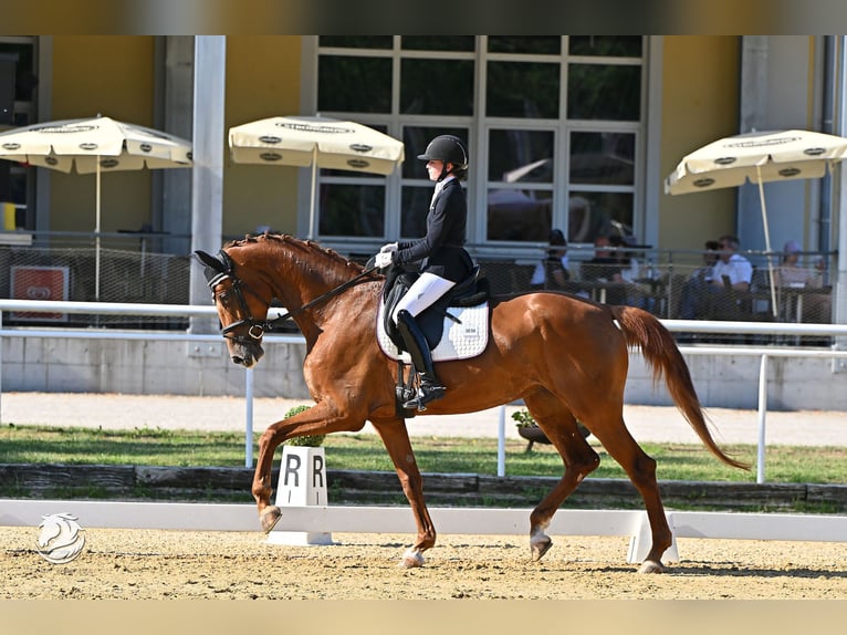 Oldenburger Stute 8 Jahre 177 cm Fuchs in Eggerding