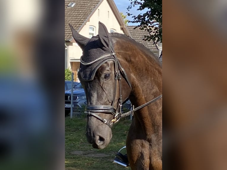 Oldenburger Stute 8 Jahre 178 cm Dunkelbrauner in Grömitz