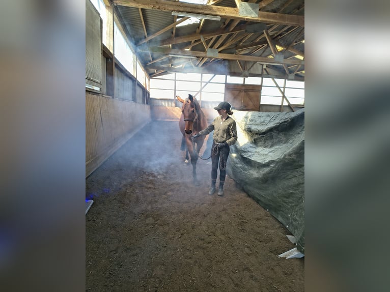 Oldenburger Stute 9 Jahre 162 cm Brauner in Fredenbeck