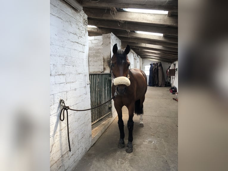 Oldenburger Stute 9 Jahre 162 cm Brauner in Wilhelmshaven