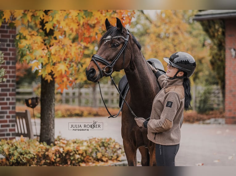 Oldenburger Stute 9 Jahre 162 cm Brauner in Wilhelmshaven