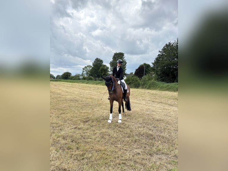 Oldenburger Stute 9 Jahre 162 cm Brauner in Wilhelmshaven