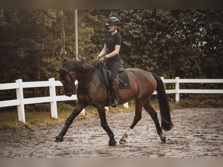 Oldenburger Stute 9 Jahre 162 cm Brauner in Wilhelmshaven