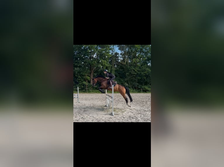 Oldenburger Stute 9 Jahre 162 cm Brauner in Wilhelmshaven