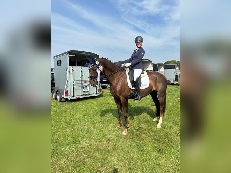 Oldenburger Stute 9 Jahre 162 cm Dunkelfuchs in Vechta