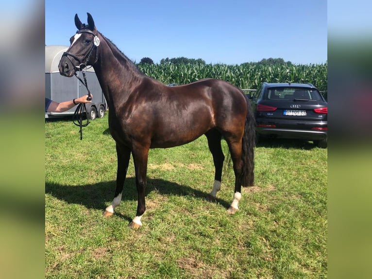 Oldenburger Stute 9 Jahre 162 cm Rappe in Elsfleth