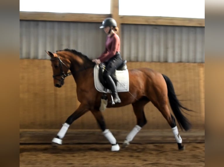 Oldenburger Stute 9 Jahre 163 cm Brauner in Fredenbeck