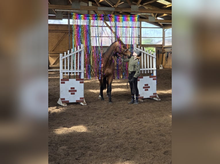 Oldenburger Stute 9 Jahre 163 cm Brauner in Fredenbeck