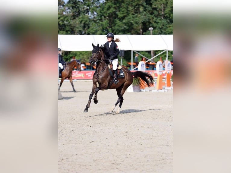 Oldenburger Stute 9 Jahre 164 cm Dunkelbrauner in Kitzingen