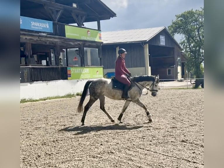 Oldenburger Stute 9 Jahre 165 cm Apfelschimmel in Pelmberg