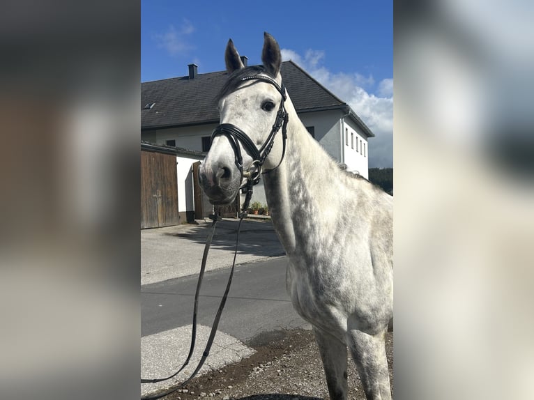 Oldenburger Stute 9 Jahre 165 cm Apfelschimmel in Pelmberg