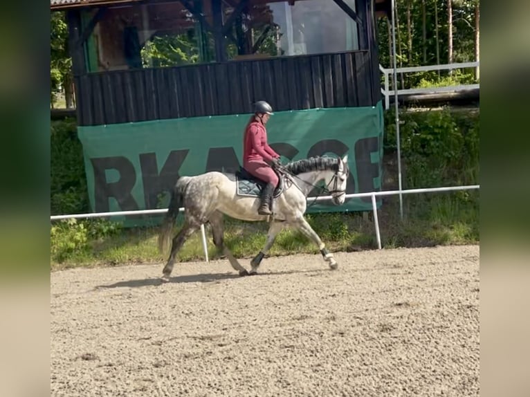 Oldenburger Stute 9 Jahre 165 cm Apfelschimmel in Pelmberg