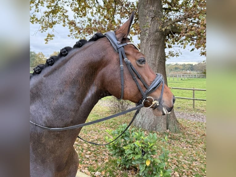 Oldenburger Stute 9 Jahre 165 cm Brauner in Norderstedt Oldenburger Stute 9 Jahre 165 cm Brauner in Norderstedt
