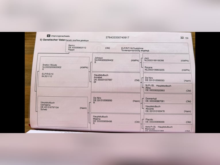 Oldenburger Stute 9 Jahre 165 cm Brauner in Visbek