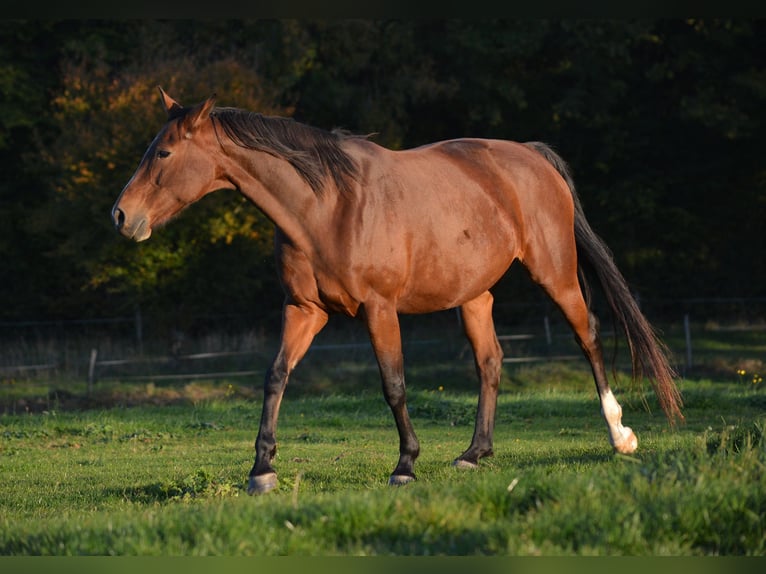Oldenburger Stute 9 Jahre 165 cm Brauner in Lavernay